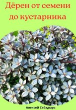 Дёрен от семени до кустарника